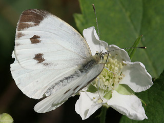 Weibchen Rapsweiling Pieris napi Green-veined White