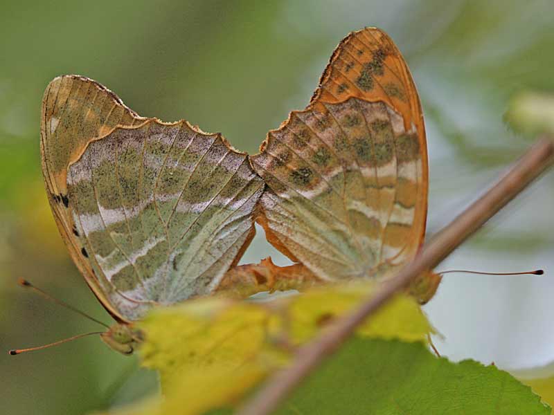  Kaisermantel Argynnis paphia Silver-washed Fritillary 