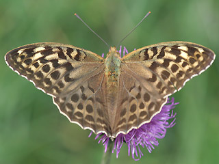 Weibchen Kaisermantel  Argynnis paphia Silver-washed Fritillary Form valesina