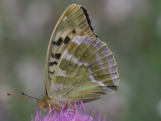 Weibchen Kaisermantel  Argynnis paphia Silver-washed Fritillary Form valesina