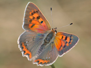 Kleiner Feuerfalter von oben Lycaena phlaeas Small Copper (11623 Byte)