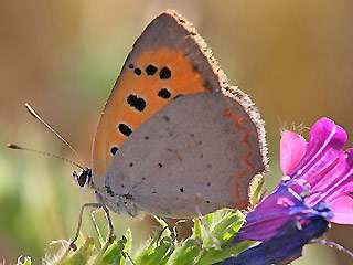 Kleiner Feuerfalter von unten Lycaena phlaeas Small Copper (8607 Byte)