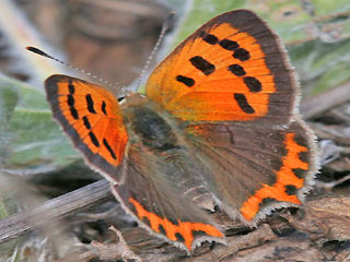 Kleiner Feuerfalter Lycaena phlaeas Small Copper
