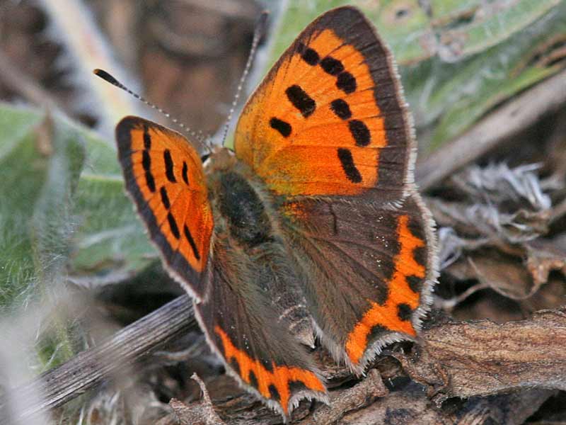 Kleiner Feuerfalter Lycaena phlaeas Small Copper