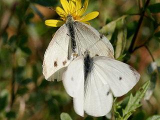 Balz Kleiner Kohlweiling Pieris rapae Small White