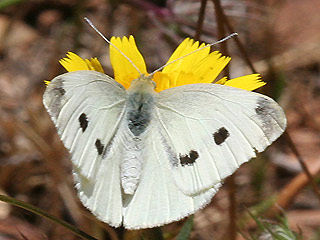 Weibchen Kleiner Kohlweißling Pieris rapae Small White