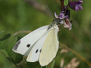 Weibchen Kleiner Kohlweiling   Pieris rapae   Small White (25452 Byte)