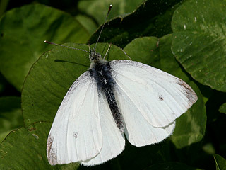 Mnnchen Kleiner Kohlweiling Pieris rapae Small White