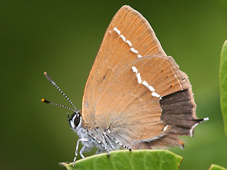 Kreuzdorn-Zipfelfalter Satyrium spini Blue-spot Hairstreak