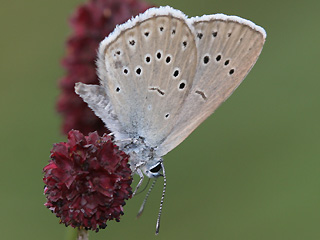 Heller Wiesenknopf-Ameisenbluling Glaucopsyche ( Maculinea ) teleius Scarce Large Blue