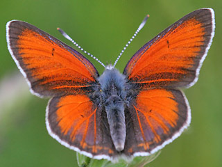 Mnnchen Lilagold-Feuerfalfter   Lycaena hippothoe  Purple-edged Copper (24085 Byte)