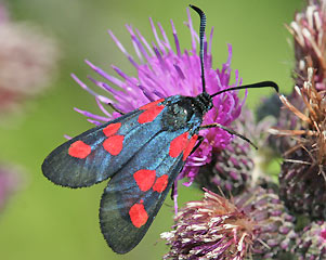 Supfhornklee-Widderchen Zygaena trifolii Five-spot Burnet