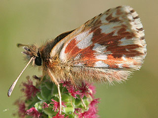 Roter Wrfel-Dickkopffalter   Spialia sertorius   Red Underwing Skipper