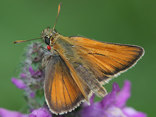 Mnnchen Braunkolbiger Braun-Dickkopffalter Thymelicus sylvestris Small Skipper