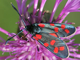 Hufeisenklee-Widderchen   Zygaena transalpina