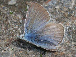 Mnnchen Weidolch-Bluling   Polyommats ( Agrodiaetus ) damon   Damon Blue