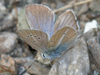 Mnnchen Weidolch-Bluling   Polyommats ( Agrodiaetus ) damon   Damon Blue