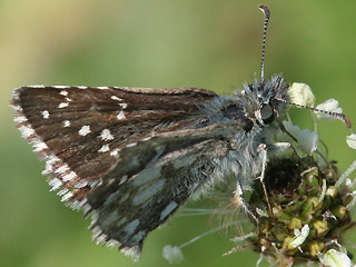 Pyrgus alveus Sonnenrschen-Wrfel-Dickkopffalter Large Grizzled Skipper