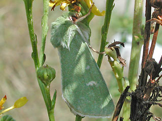 Calamia tridens Gr�neule Burren Green