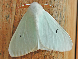 Schwarzes L Arctornis l-nigrum Black V Moth