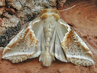 Achat-Eulenspinner Habrosyne pyritoides Buff Arches