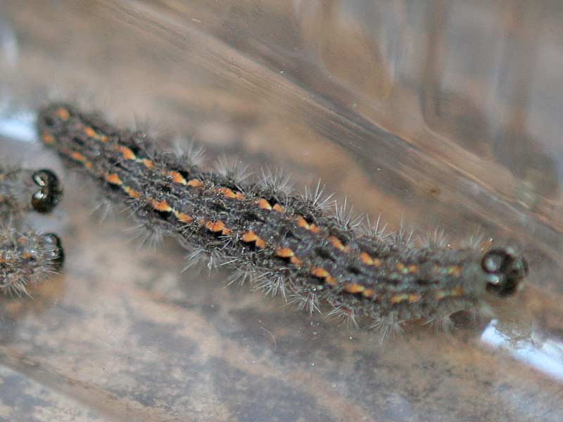 Raupe Weigraues Flechtenbrchen Eilema caniola Hoary Footman