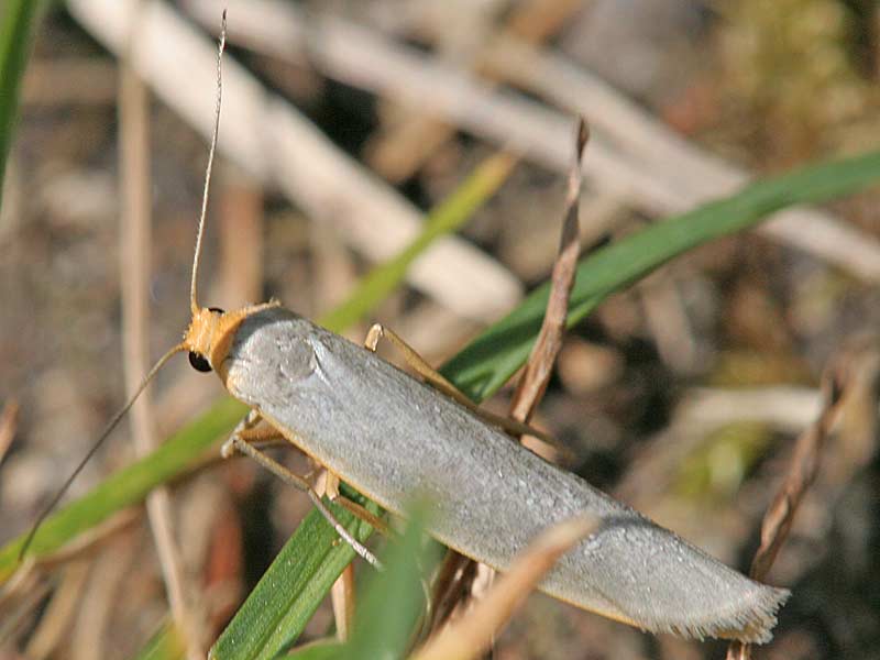 Raupe Weigraues Flechtenbrchen Eilema caniola Hoary Footman