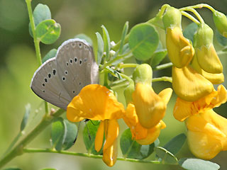 Weibchen Blasenstrauch-Bluling, Iolana iolas , Iolas Blue  an Gelbem Blasenstrauch Colutea arborescens