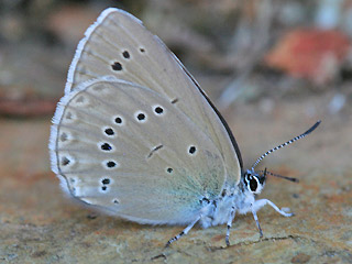 Blasenstrauch-Bluling, Iolana iolas , Iolas Blue  
