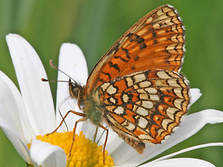 Baldrian-Scheckenfalter Silber-Scheckenfalter Melitaea diamina False Heath Fritillary  (5612 Byte)