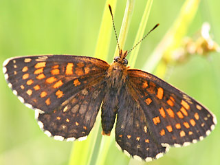 Oberseite Baldrian-Scheckenfalter Silber-Scheckenfalter Melitaea diamina False Heath Fritillary