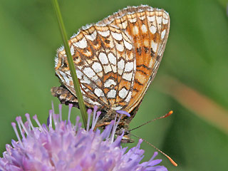 Unterseite Baldrian-Scheckenfalter Silber-Scheckenfalter Melitaea diamina False Heath Fritillary