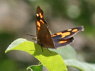 Zürgelbaum-Schnauzenfalter  Libythea celtis  Nettle-Tree Butterfly