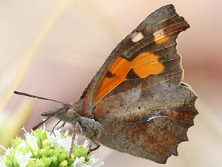 Zürgelbaum-Schnauzenfalter  Libythea celtis  Nettle-Tree Butterfly