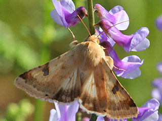 Heliothis peltigera Bordered Straw