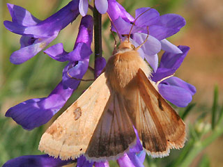 Heliothis peltigera Bordered Straw