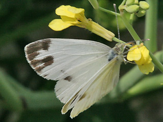 Weibchen Pieris krueperi Krueper's Small White