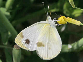 Unterseite Weibchen Pieris krueperi Krueper's Small White
