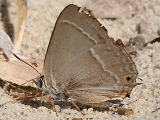 Falter an Erde saugend Blauer Eichenzipfelfalter Neozephyrus quercus Purple Hairstreak