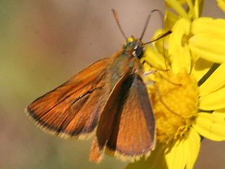 Mnnchen Mattscheckiger Braun-Dickkopffalter Thymelicus acteon Lulworth Skipper