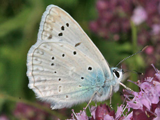 Mnnchen Zahnflgel-Bluling weiblich Meleageria daphnis Meleager's Blue