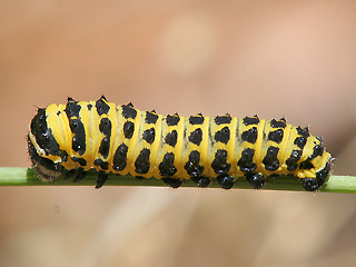 Raupe Südlicher Schwalbenschwanz   Papilio alexanor   Southern Swallowtail
