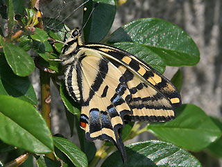 Südlicher Schwalbenschwanz  Southern Swallowtail   Papilio alexanor