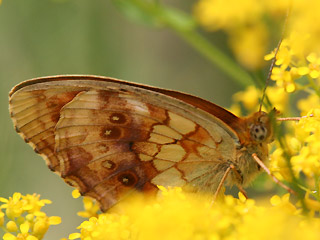 Unterseite Brombeer-Perlmutterfalter   Marbled Fritillary   Brenthis daphne