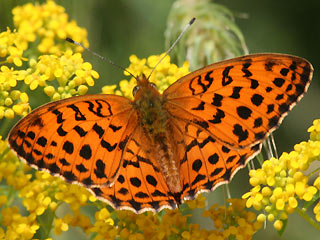 Oberseite Brombeer-Perlmutterfalter   Marbled Fritillary   Brenthis daphne