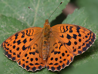 Brombeer-Perlmutterfalter   Brenthis daphne   Marbled Fritillary (26926 Byte)