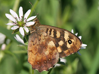 Waldbrettspiel Laubfalter Pararge aegeria Speckled Wood