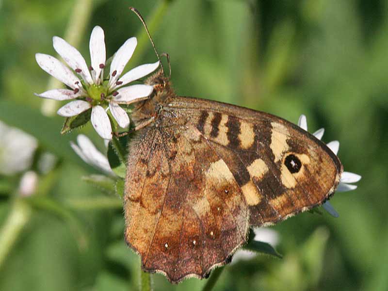 Waldbrettspiel Laubfalter Pararge aegeria Speckled Wood