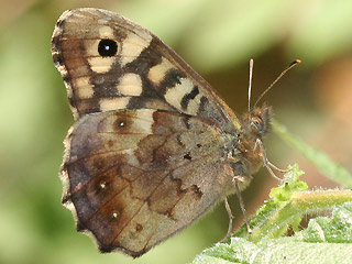 Waldbrettspiel Laubfalter Pararge aegeria Speckled Wood