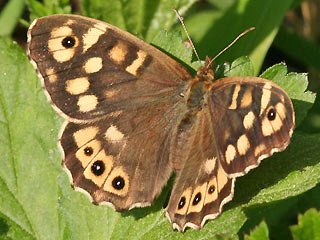 Waldbrettspiel Laubfalter Pararge aegeria Speckled Wood